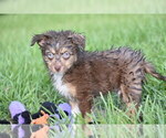 Small #1 Miniature Australian Shepherd