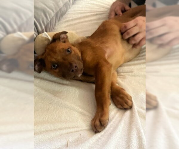 Medium Photo #1 American Staffordshire Terrier-Unknown Mix Puppy For Sale in columbia, SC, USA