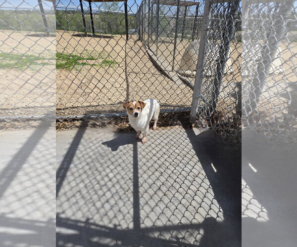 Medium Photo #1 Mutt Puppy For Sale in Maquoketa, IA, USA