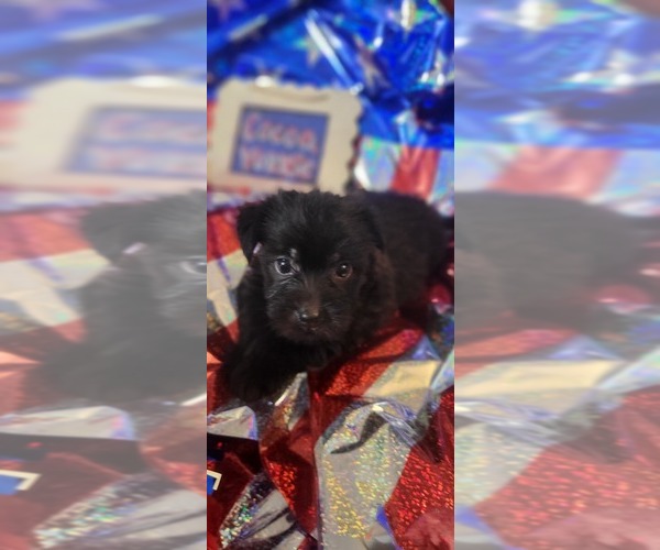 Medium Photo #105 Yorkshire Terrier Puppy For Sale in AKRON, OH, USA
