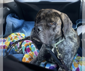 Mutt Dogs for adoption in Brooklyn, NY, USA