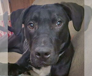 Boxer-Unknown Mix Dogs for adoption in Huntley, IL, USA