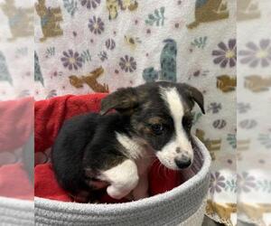 Collie-Unknown Mix Dogs for adoption in Rosenberg, TX, USA