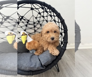 Bichpoo Puppy for sale in LAS VEGAS, NV, USA