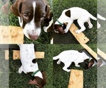 Small Photo #15 German Shorthaired Pointer Puppy For Sale in AMARILLO, TX, USA