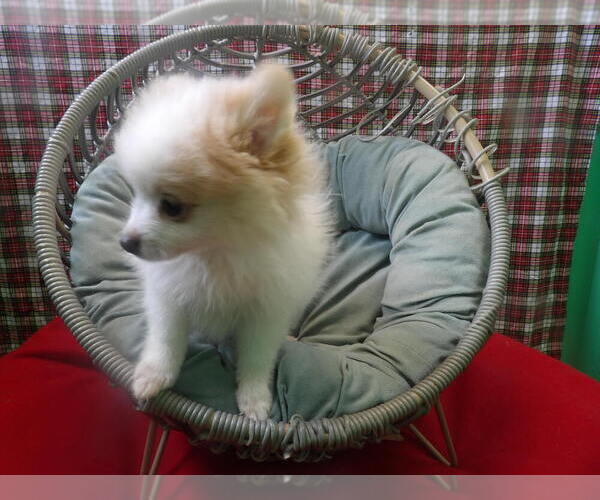 Medium Photo #5 Pomeranian Puppy For Sale in PATERSON, NJ, USA