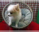 Small #4 Pomeranian