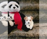Small #8 Yorkshire Terrier
