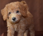 Small Photo #3 Doodle Puppy For Sale in PATERSON, NJ, USA