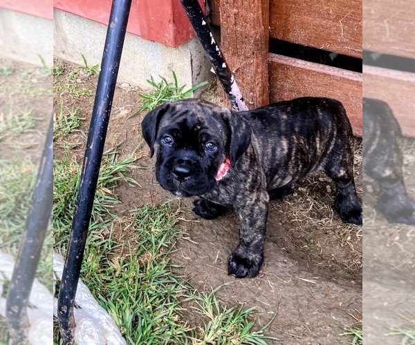Medium Photo #5 Cane Corso Puppy For Sale in HERRIN, IL, USA