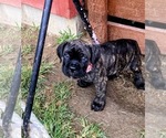 Small #4 Cane Corso