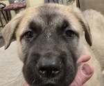 Small #4 Alaskan Malamute-Mastiff Mix
