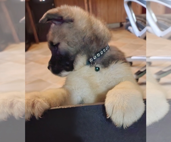 Medium Photo #16 Akita Puppy For Sale in COLUMBUS, OH, USA