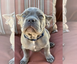 Medium French Bulldog