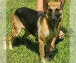 Small German Shepherd Dog