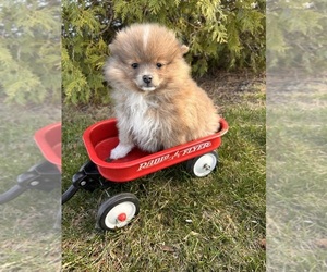 Pomeranian Puppy for sale in MIDDLEBURY, IN, USA