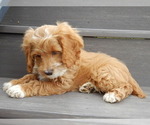 Small #3 Cockapoo