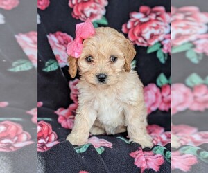 Cavachon Puppy for sale in AIRVILLE, PA, USA