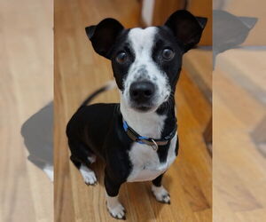 Mutt Dogs for adoption in Lee's Summit, MO, USA