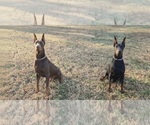 Small #6 Doberman Pinscher