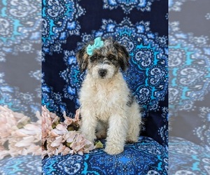 Maltese Puppy for sale in OXFORD, PA, USA