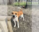 Small #8 Mutt