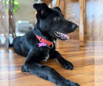 Small #5 Border Collie Mix