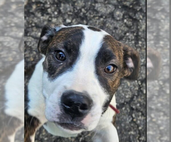 Medium Photo #5 Mutt Puppy For Sale in Evansville, IN, USA