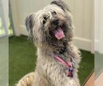 Small #1 Skye Terrier Mix