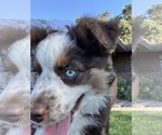 Small #6 Miniature Australian Shepherd
