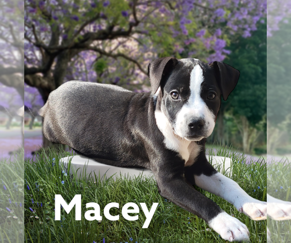 Medium Photo #2 Boxador Puppy For Sale in Spring, TX, USA