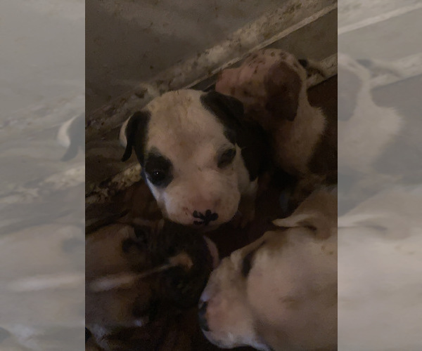 Medium Photo #1 American Staffordshire Terrier Puppy For Sale in FLORENCE, SC, USA