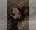 Small Photo #1 American Staffordshire Terrier Puppy For Sale in FLORENCE, SC, USA