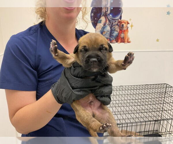 Medium Photo #1 American Pit Bull Terrier-Unknown Mix Puppy For Sale in San Bernardino, CA, USA