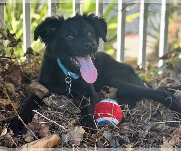 Medium Photo #4 Border Collie-Unknown Mix Puppy For Sale in Corona, CA, USA