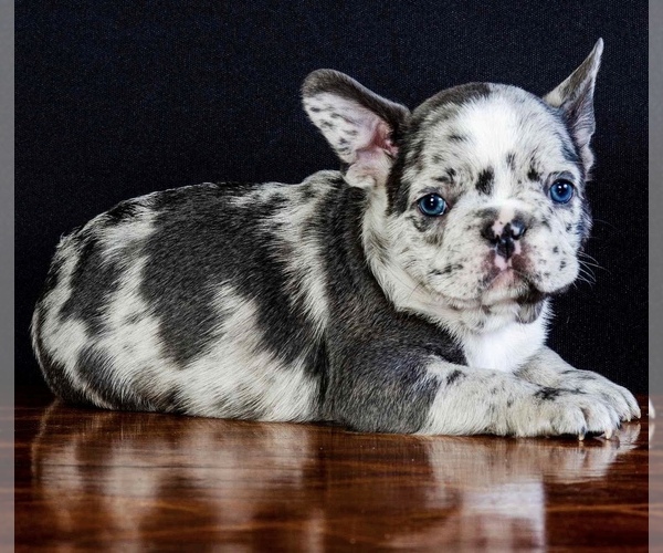 Medium Photo #1 French Bulldog Puppy For Sale in SALEM, OR, USA
