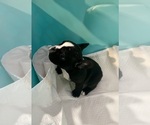 Small #6 French Bulldog