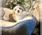 Puppy Marble Australian Shepherd