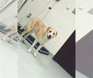 German Shepherd Dog-Unknown Mix Dogs for adoption in Fayetteville, NC, USA