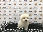 Small Photo #1 Maltipom Puppy For Sale in TEMPLE CITY, CA, USA