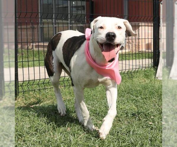 Medium Photo #1 Boxer-Unknown Mix Puppy For Sale in San Antonio, TX, USA