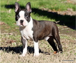 Small Photo #34 Boston Terrier Puppy For Sale in WINNSBORO, TX, USA