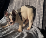 Small #4 French Bulldog