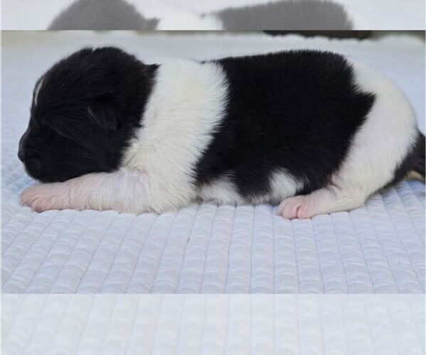 Medium Photo #2 Akita Puppy For Sale in STRAFFORD, MO, USA