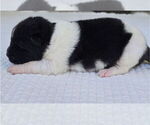 Small #1 Akita