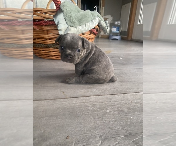 Medium Photo #2 French Bulldog Puppy For Sale in MAPLE GROVE, MN, USA
