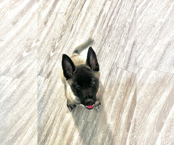 Medium Photo #6 German Shepherd Dog Puppy For Sale in Seattle, WA, USA