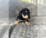 Small #21 Dachshund