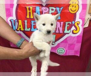 Siberian Husky Dogs for adoption in Riverside, CA, USA