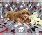 Small #4 Shih-Poo